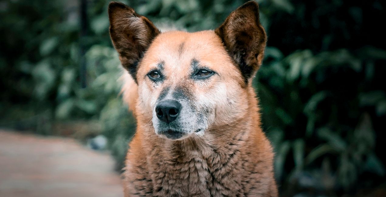 Dog's Life Presets Pack for Luminar | Marketplace(48)