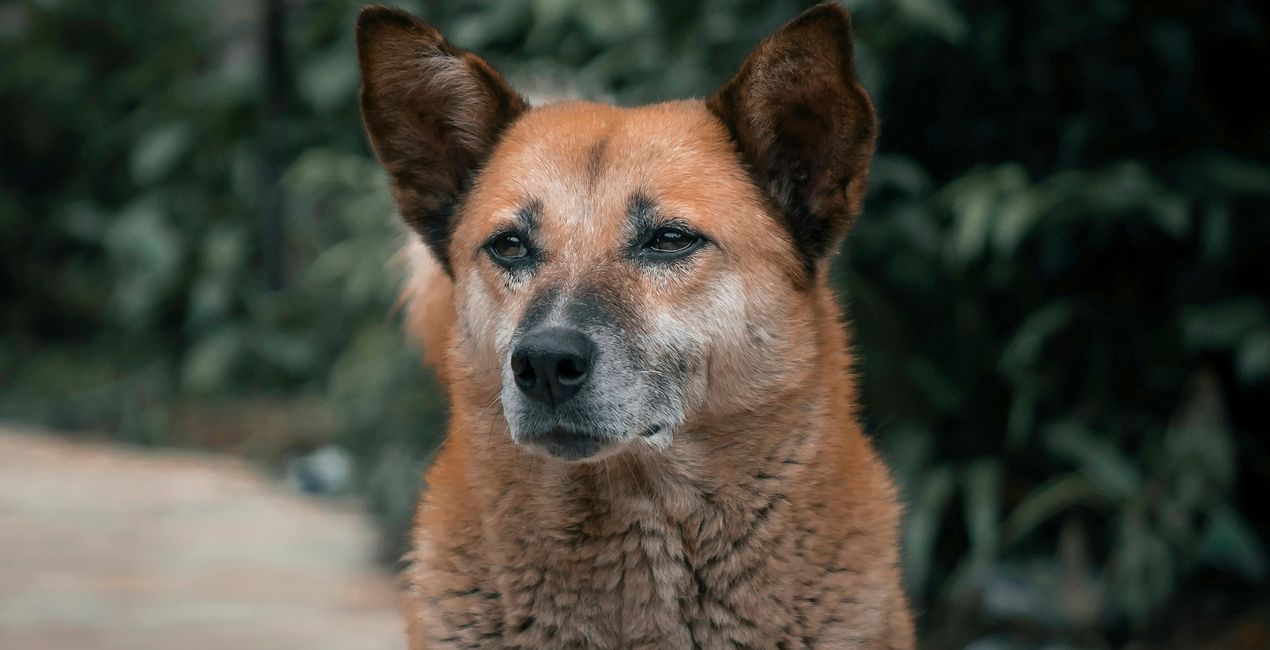 Dog's Life Presets Pack for Luminar | Marketplace(47)