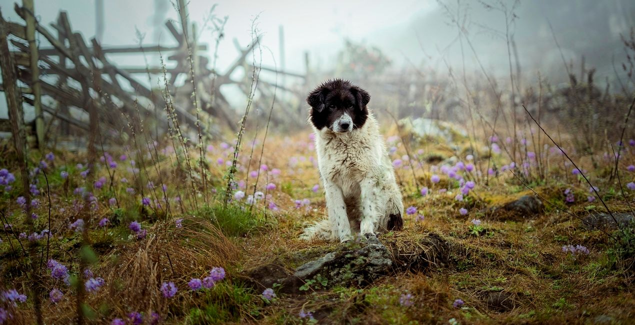 Dog's Life Presets Pack for Luminar | Marketplace(40)