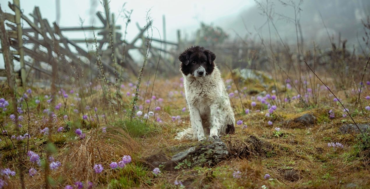 Dog's Life Presets Pack for Luminar | Marketplace(39)