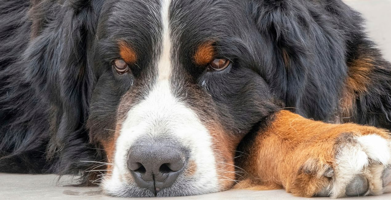 Dog's Life Presets Pack for Luminar | Marketplace(49)