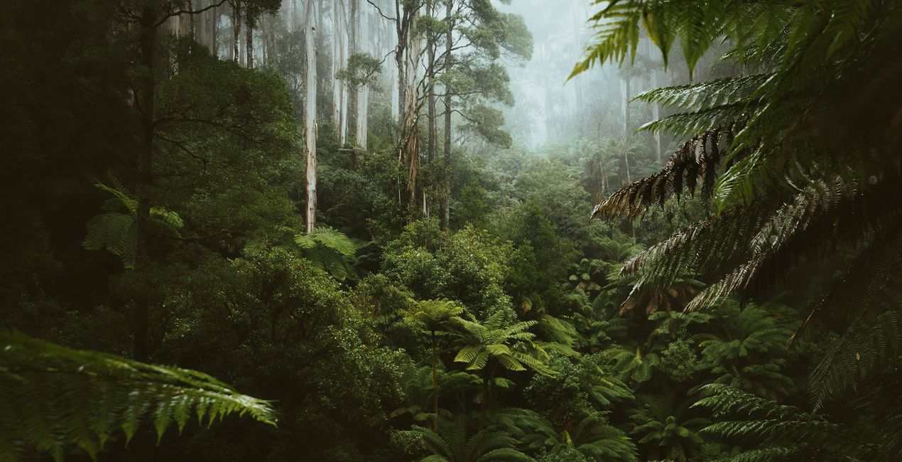 Foggy Trails Presets for Luminar Neo | Marketplace(44)