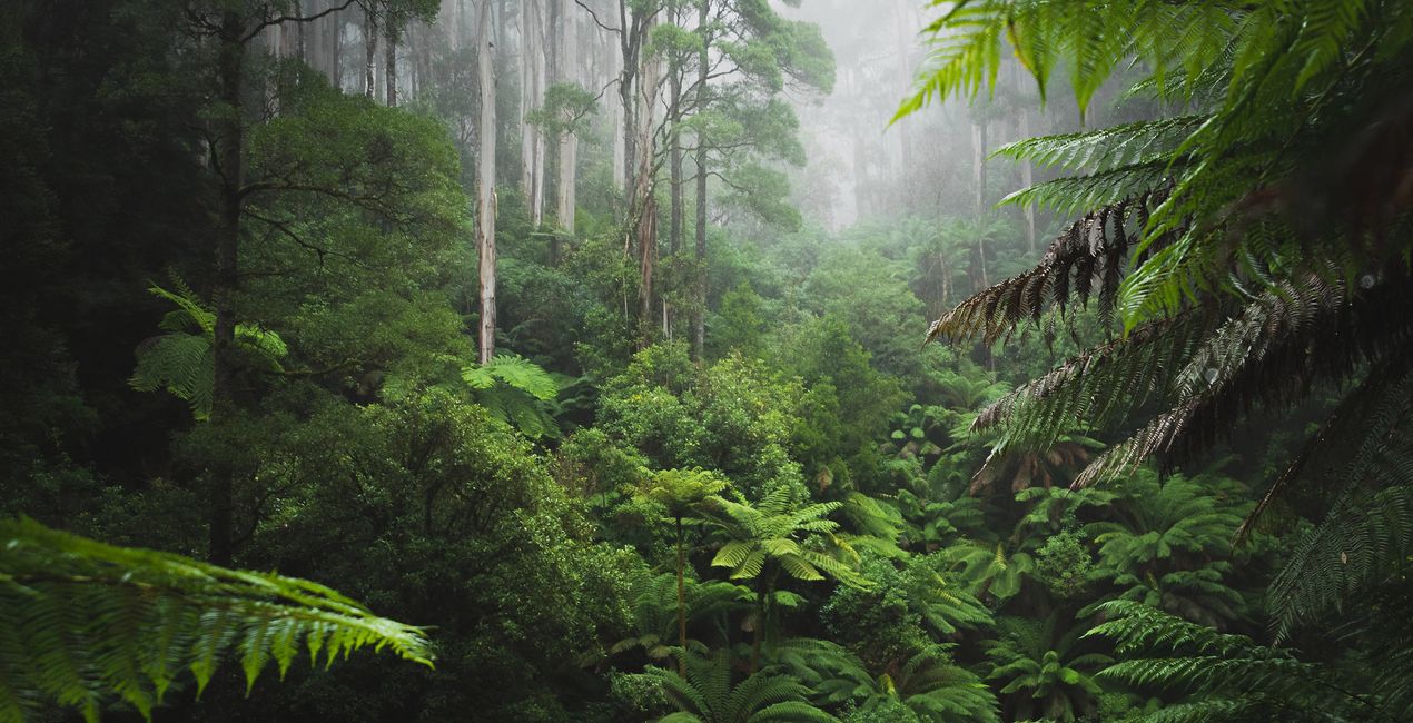 Foggy Trails Presets for Luminar Neo | Marketplace(43)