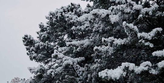 Snowcapped Trees image