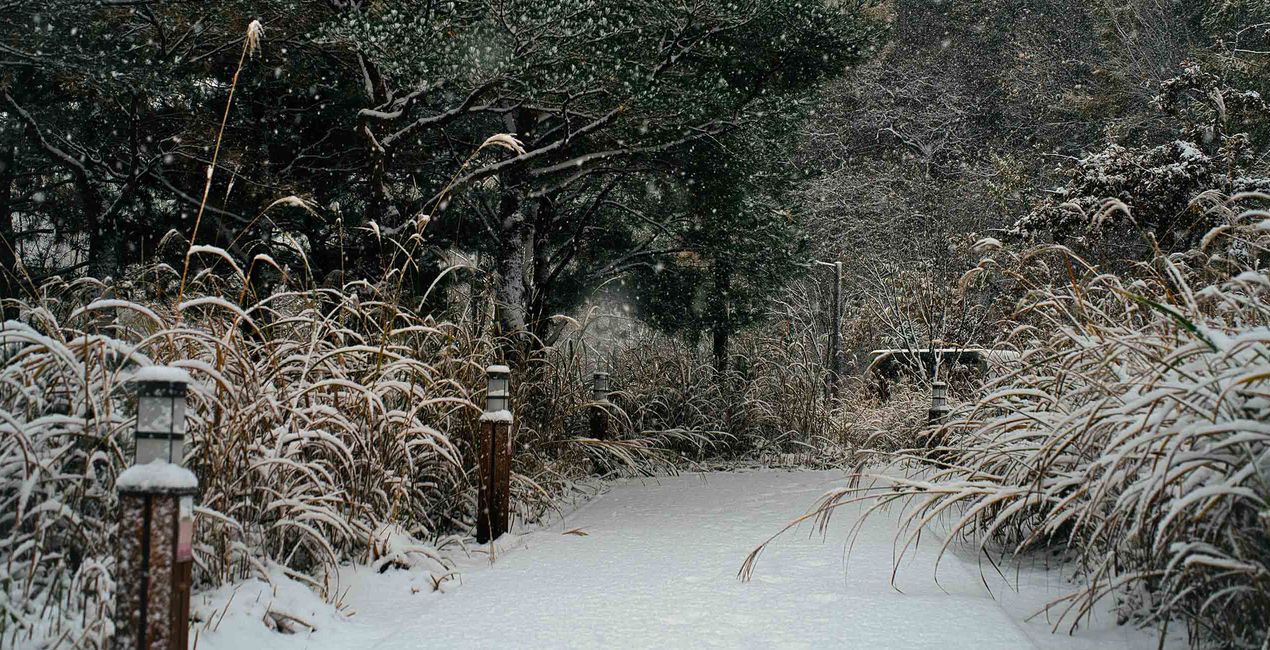 Snowcapped Trees Presets for your photgraphs(48)