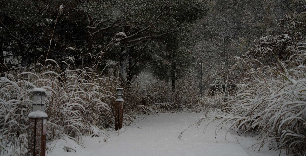 Snowcapped Trees Presets for your photgraphs(47)