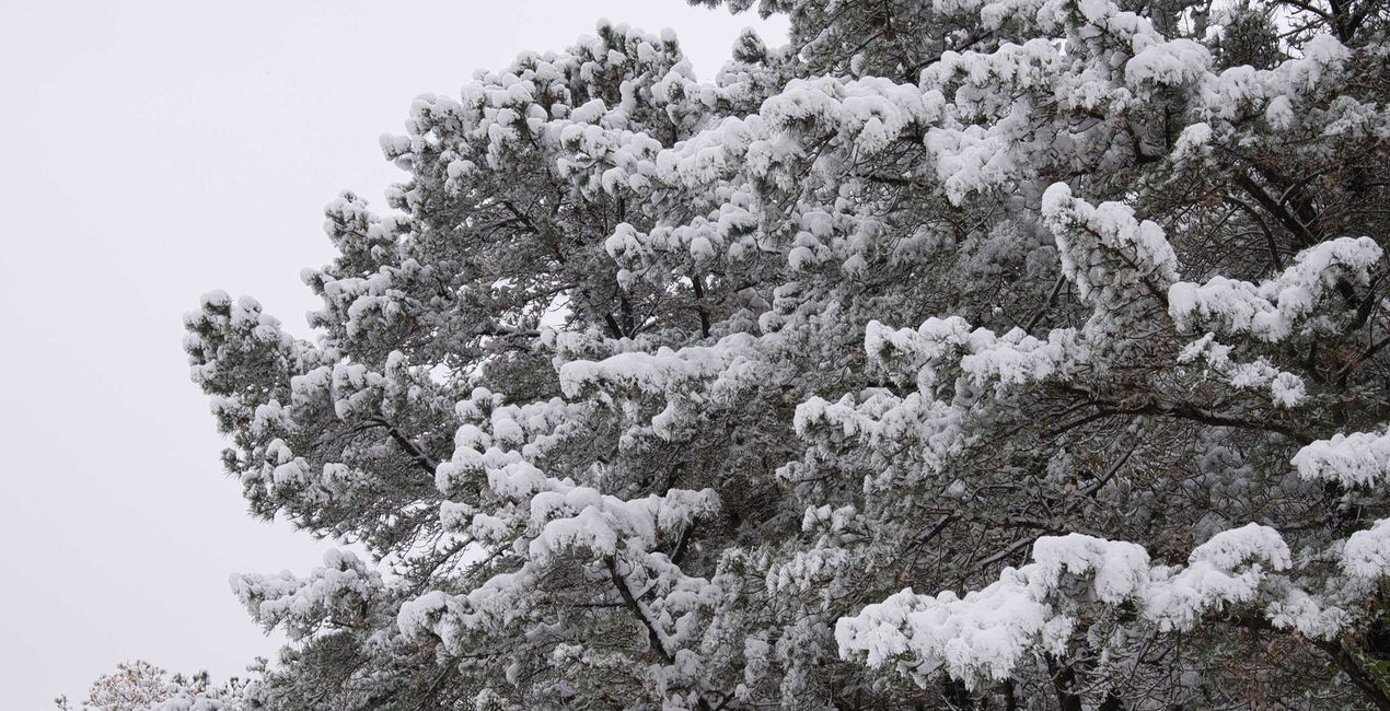Snowcapped Trees Presets for your photgraphs(41)