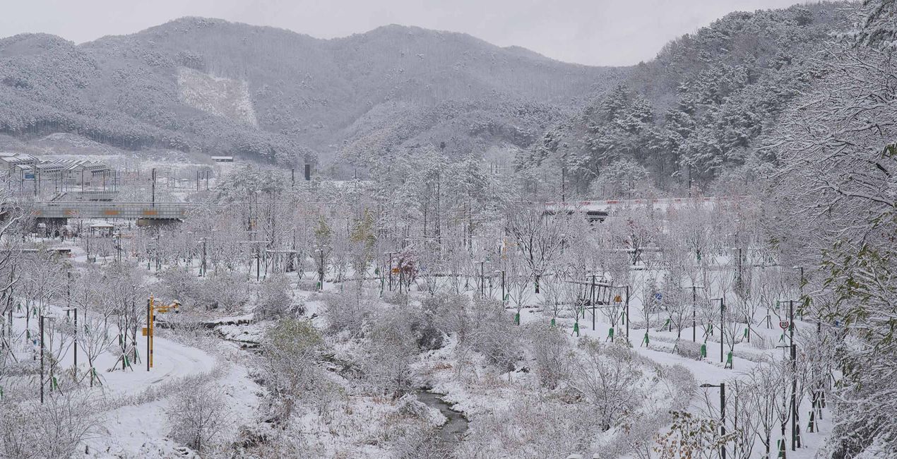 Snowcapped Trees Presets for your photgraphs(45)