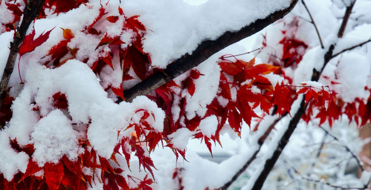 Snowcapped Trees Presets for your photgraphs(44)