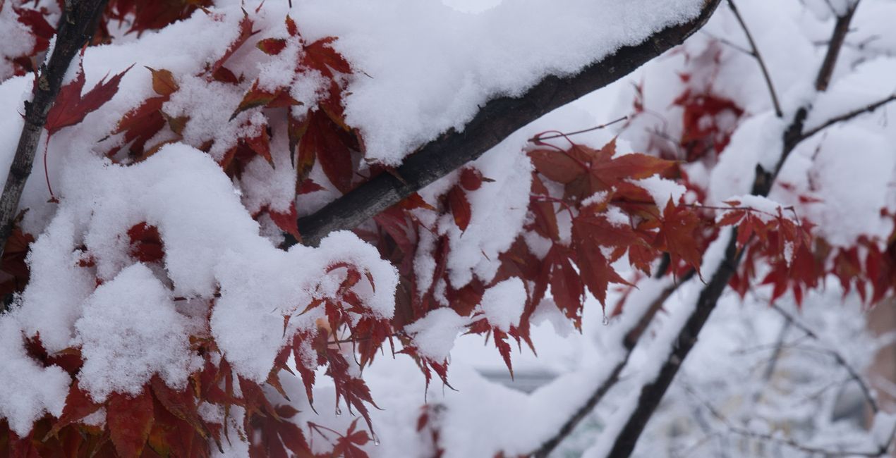 Snowcapped Trees Presets for your photgraphs(43)