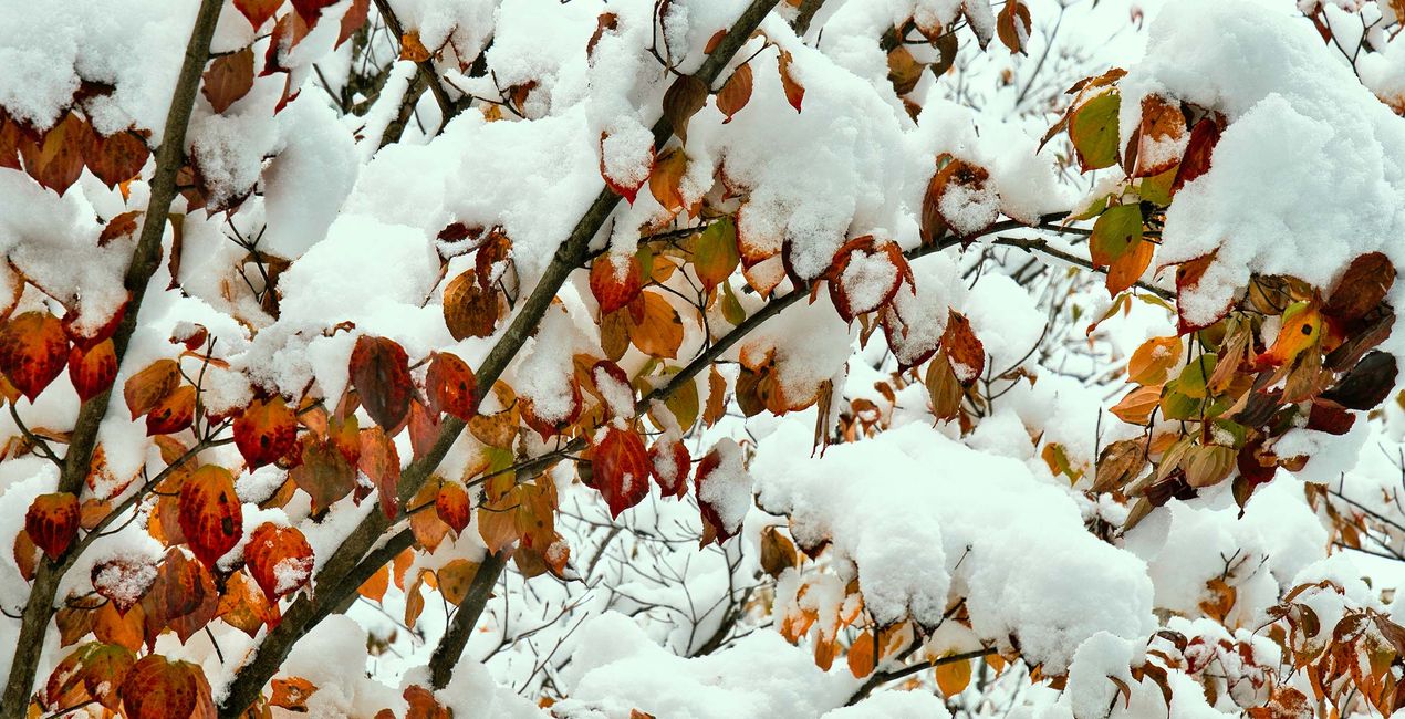 Snowcapped Trees Presets for your photgraphs(40)