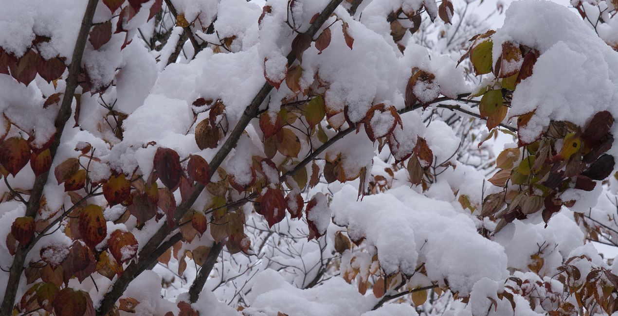 Snowcapped Trees Presets for your photgraphs(39)