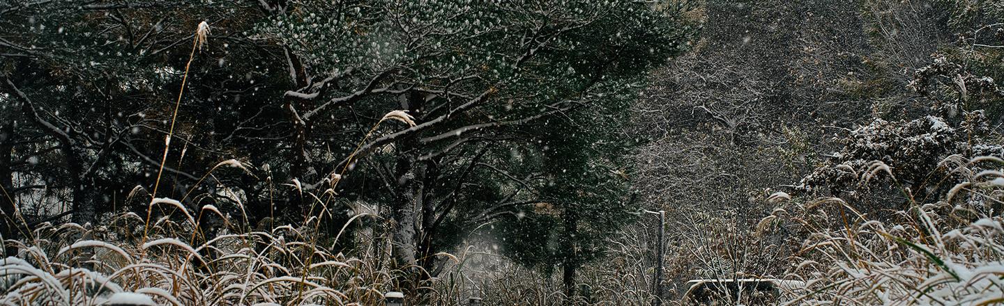 Snowcapped Trees — slide 2
