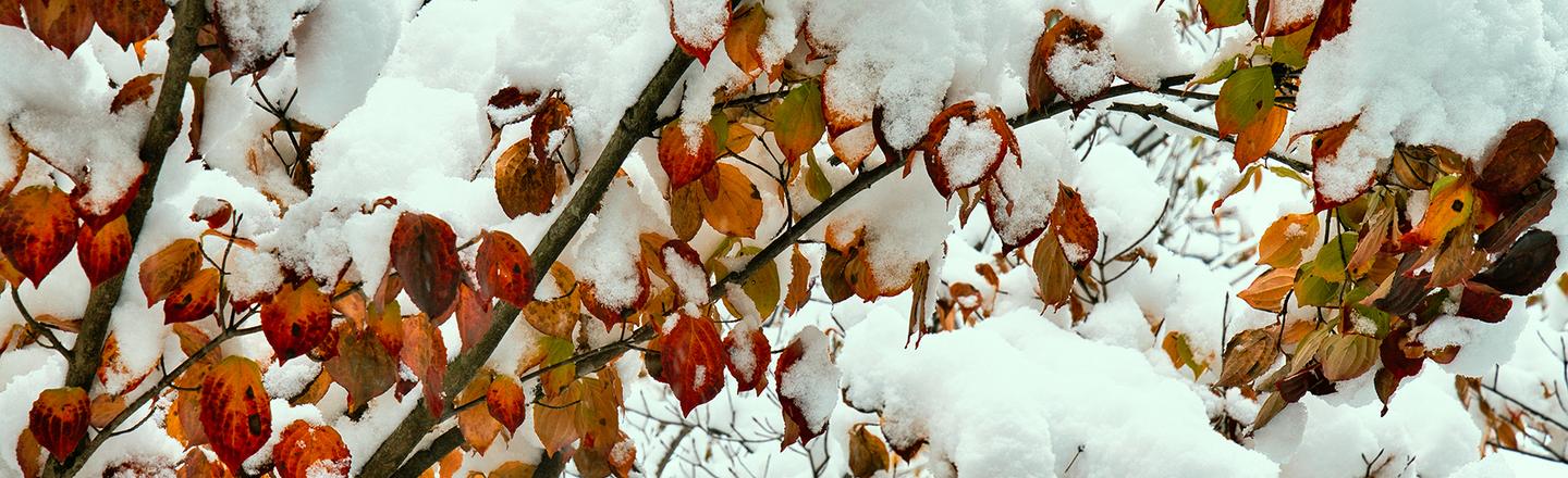 Snowcapped Trees — slide 1