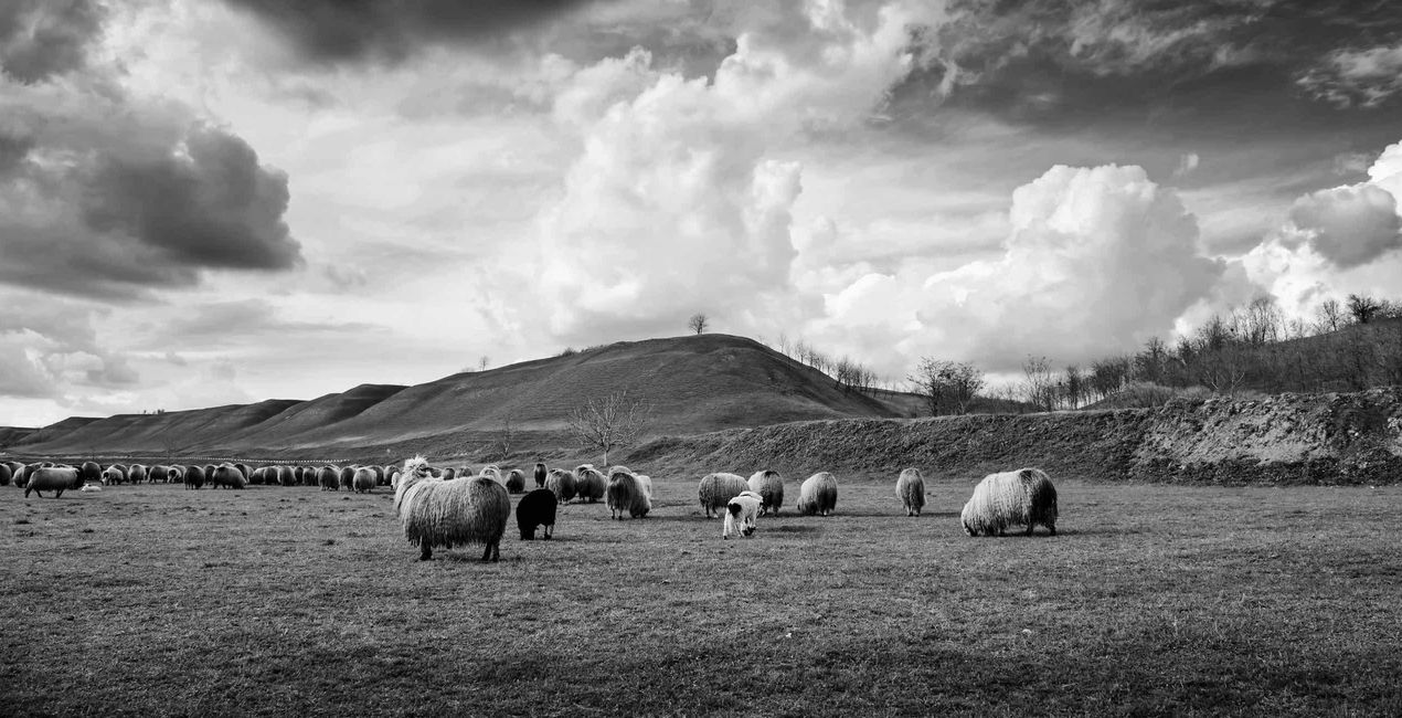Préréglages Hommage à Ansel Adams pour Luminar | Marketplace(46)