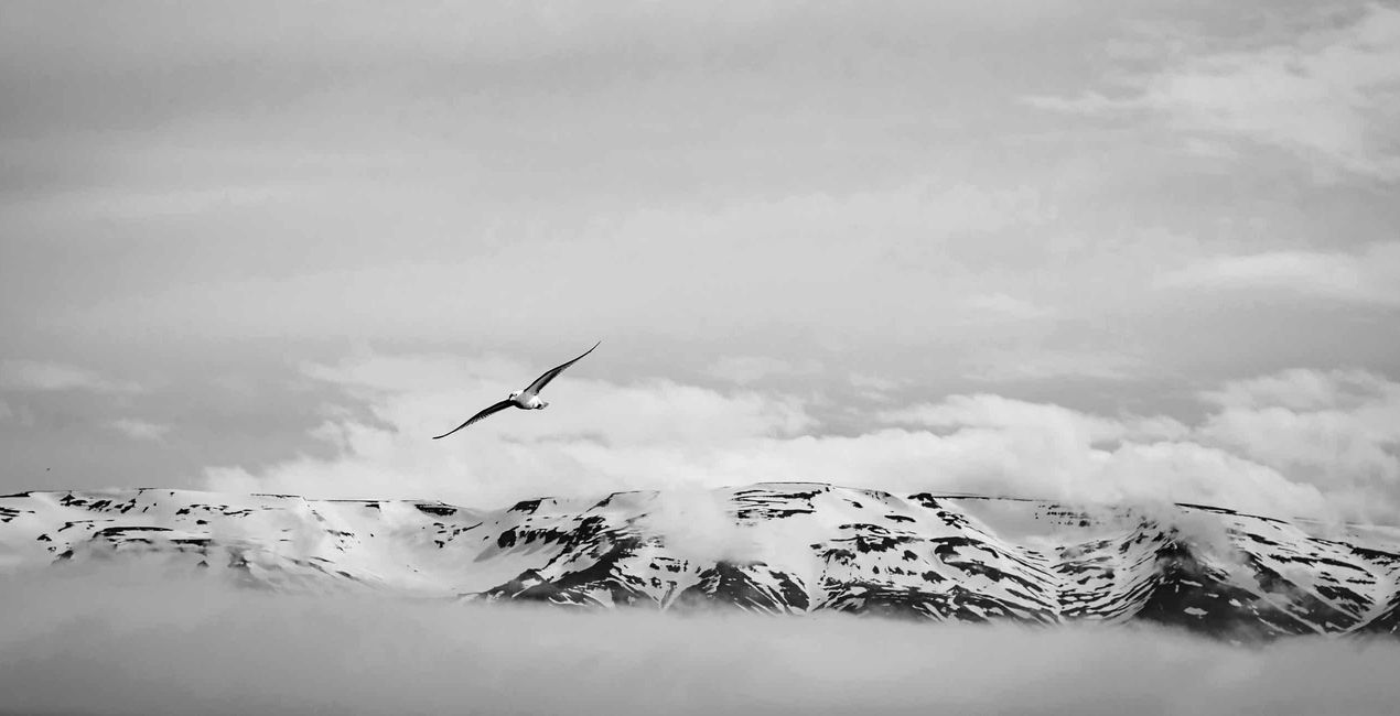 Préréglages Hommage à Ansel Adams pour Luminar | Marketplace(52)