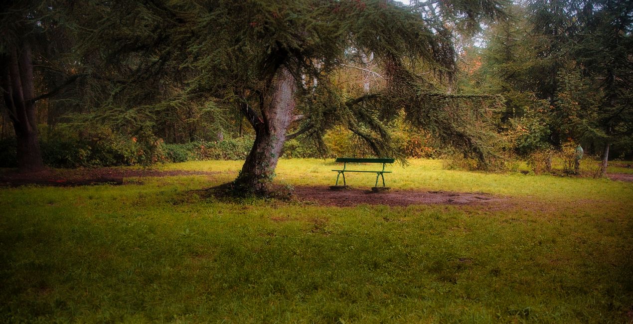 Mysterious Forest Presets for Luminar | Marketplace(48)