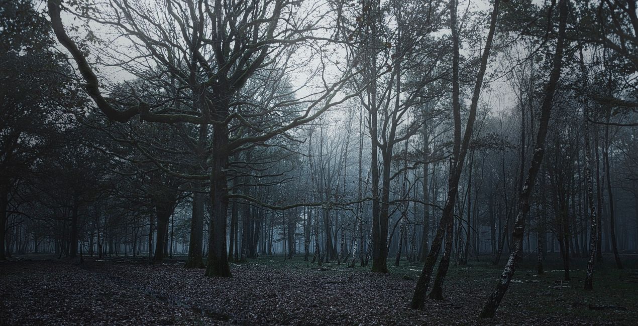 Mysterious Forest Presets for Luminar | Marketplace(42)