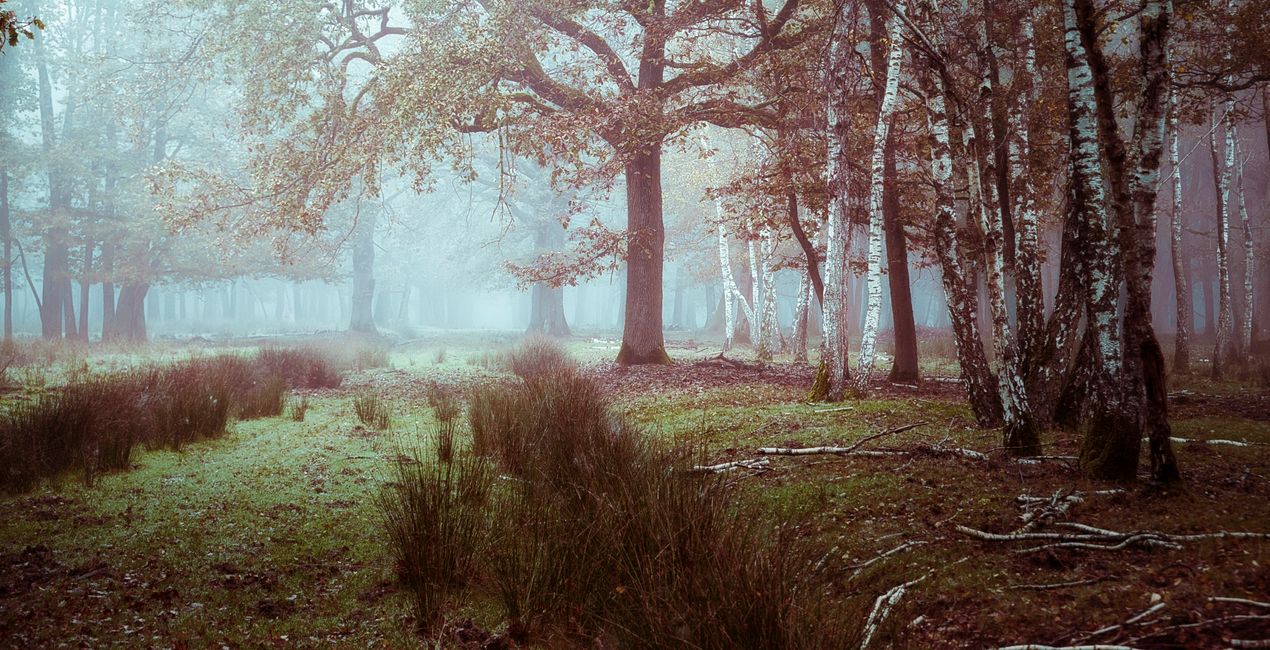 Mysterious Forest Presets for Luminar | Marketplace(46)