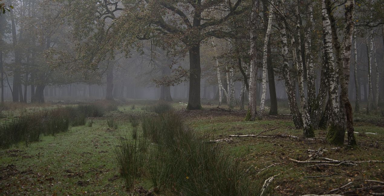 Mysterious Forest Presets for Luminar | Marketplace(45)