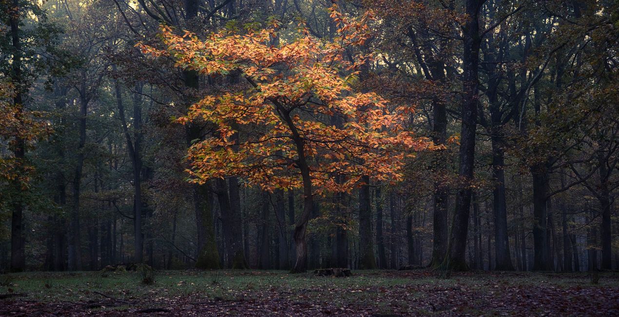 Mysterious Forest Presets for Luminar | Marketplace(44)