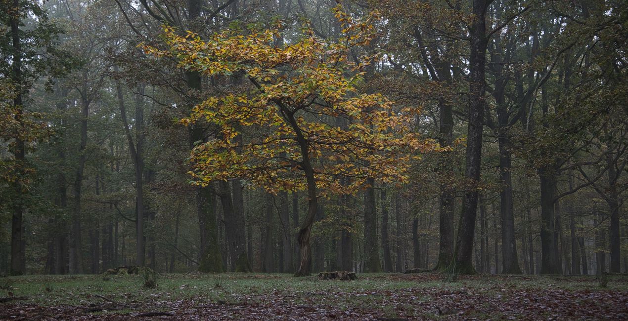 Mysterious Forest Presets for Luminar | Marketplace(43)