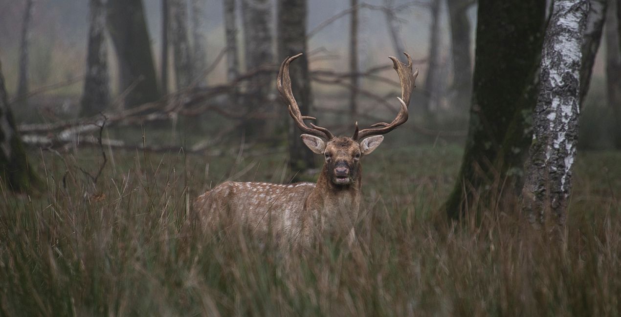 Mysterious Forest Presets for Luminar | Marketplace(39)