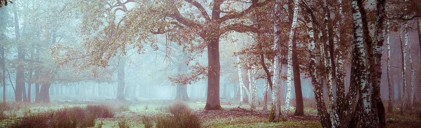 Mysterious Forest — slide 2