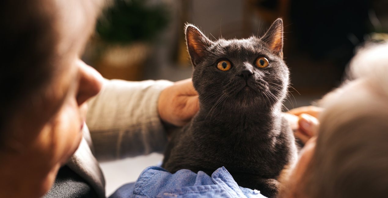 Graceful Cats Presets for Luminar | Marketplace(42)