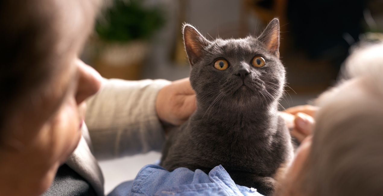 Graceful Cats Presets for Luminar | Marketplace(41)