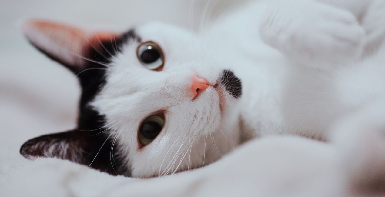 Graceful Cats Presets for Luminar | Marketplace(44)