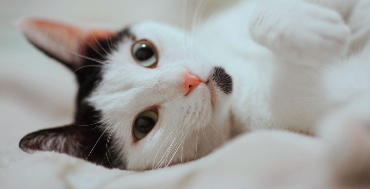 Graceful Cats Presets for Luminar | Marketplace(43)