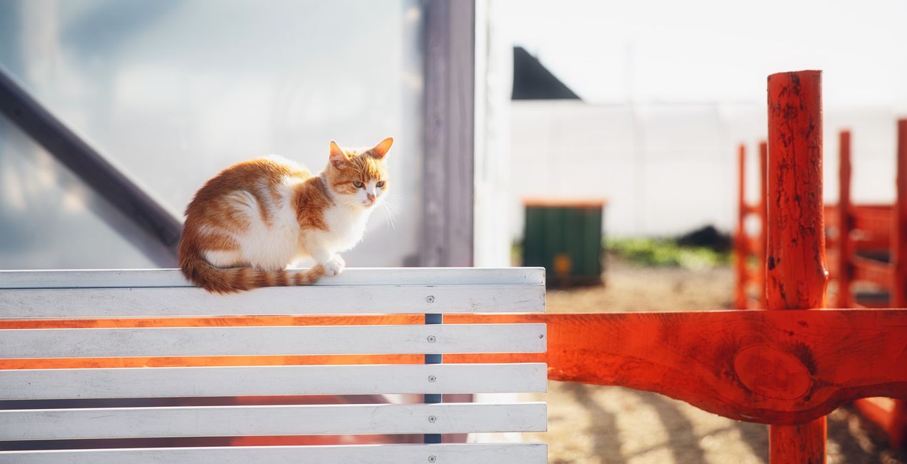 Graceful Cats Presets for Luminar | Marketplace(46)