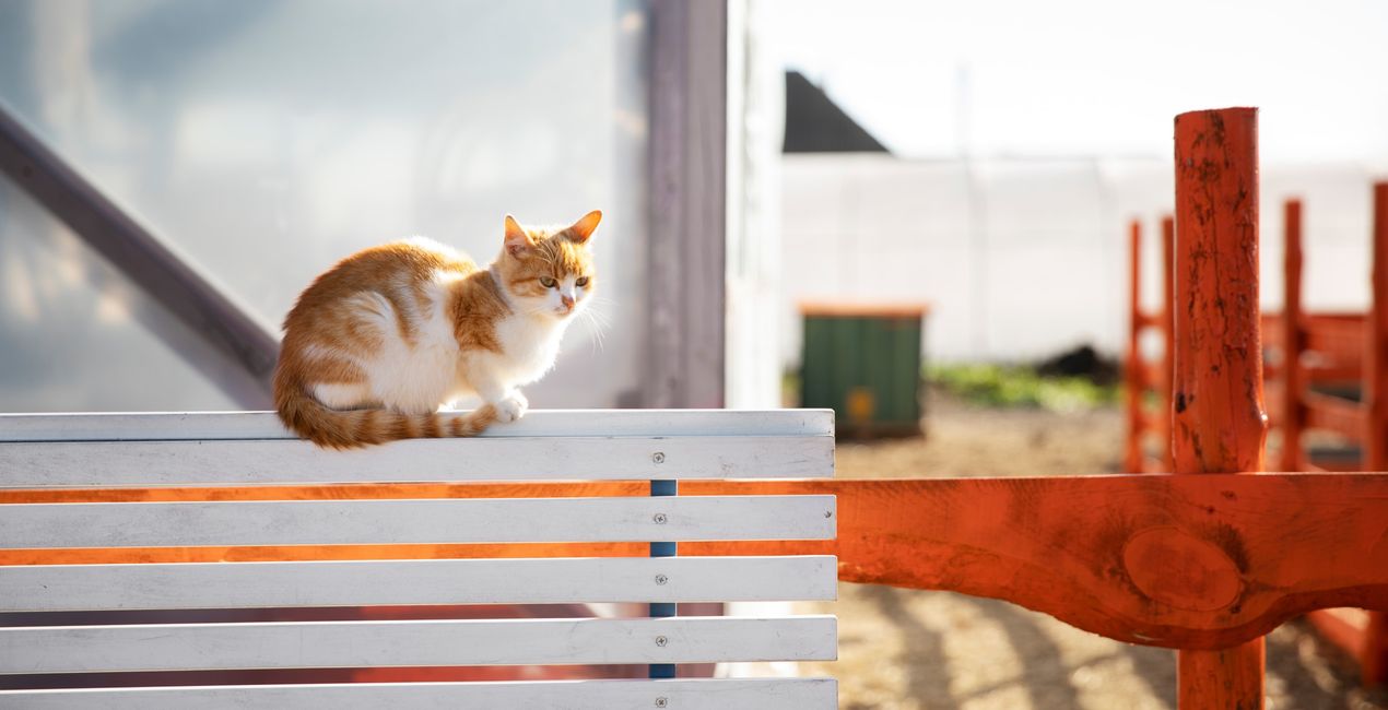 Graceful Cats Presets for Luminar | Marketplace(45)
