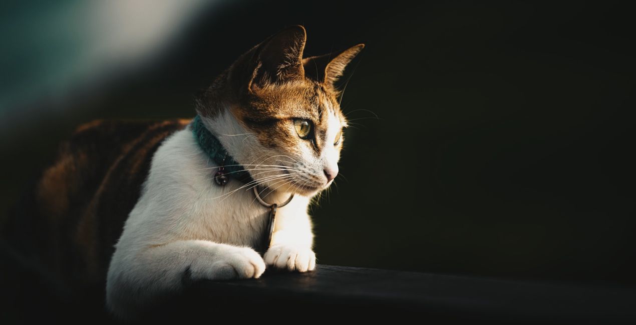 Graceful Cats Presets for Luminar | Marketplace(48)