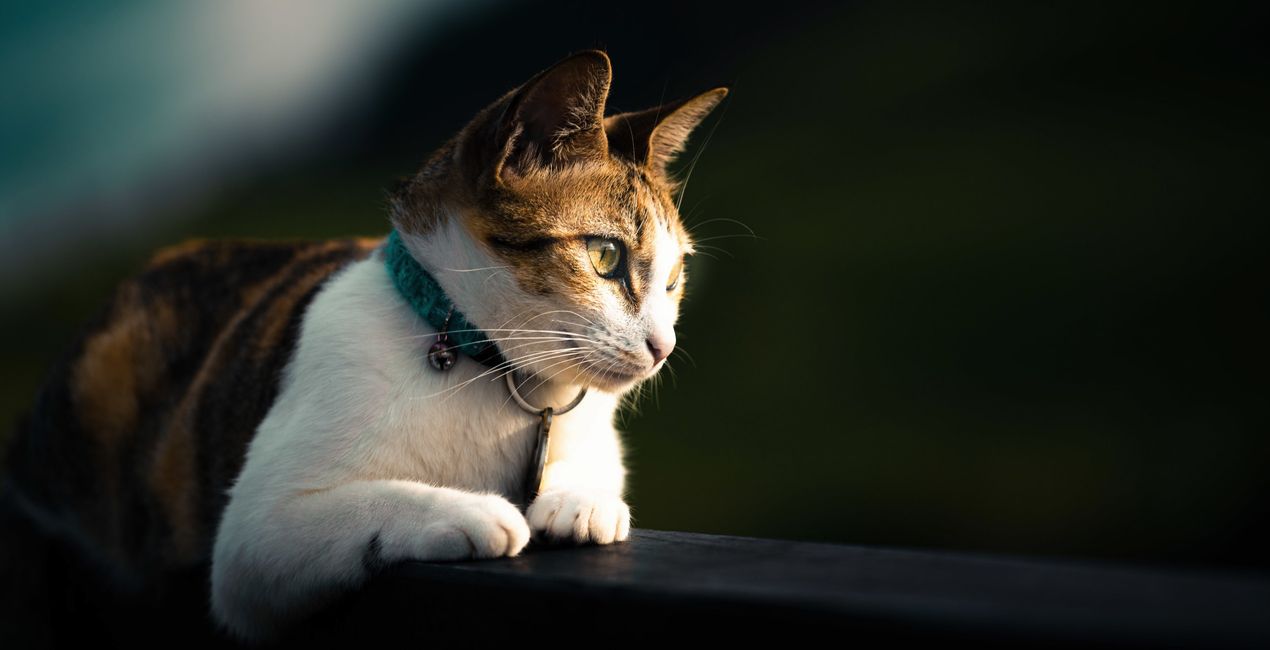 Graceful Cats Presets for Luminar | Marketplace(47)