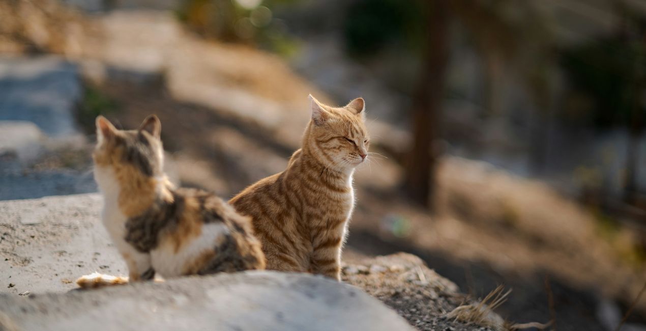 Graceful Cats Presets for Luminar | Marketplace(49)
