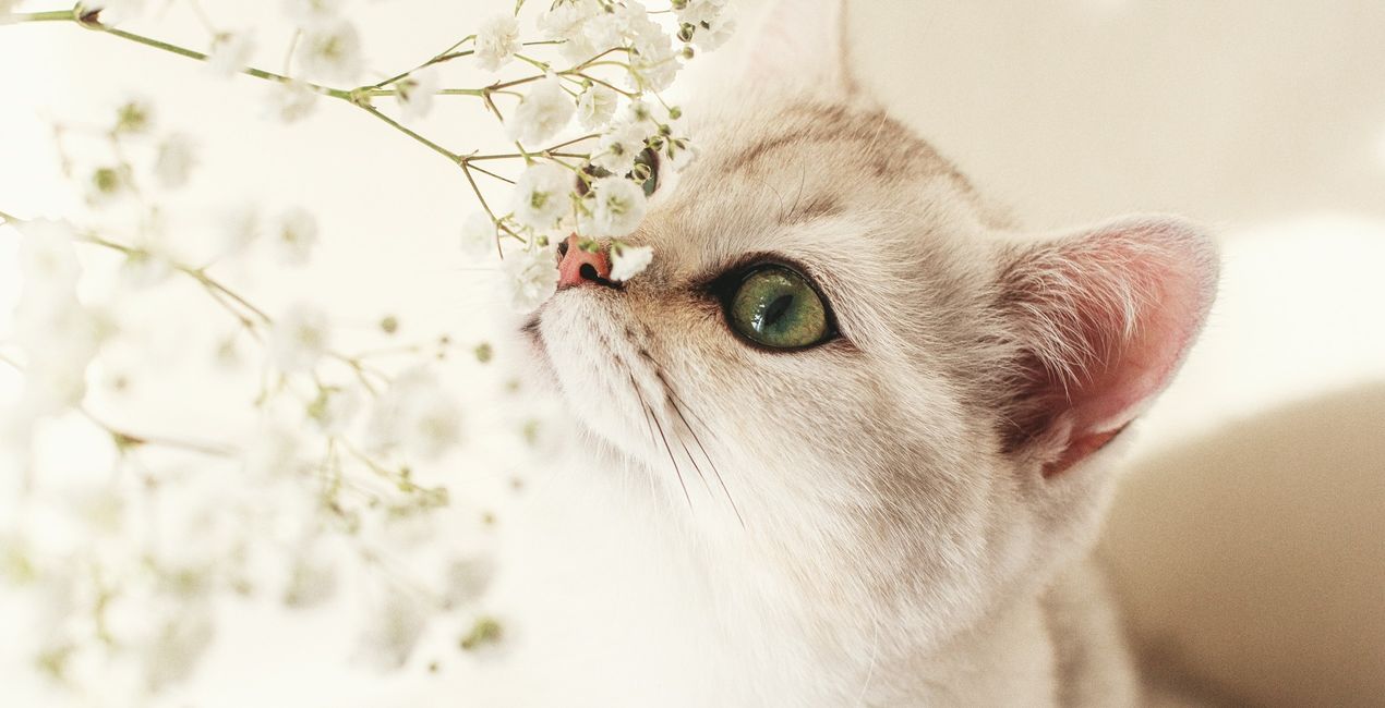 Graceful Cats Presets for Luminar | Marketplace(40)