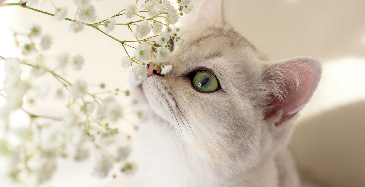 Graceful Cats Presets for Luminar | Marketplace(39)