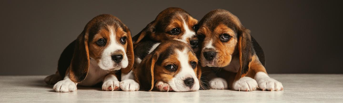 Playful Pups — slide 1