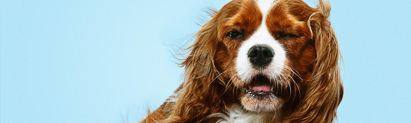 Playful Pups — slide 2