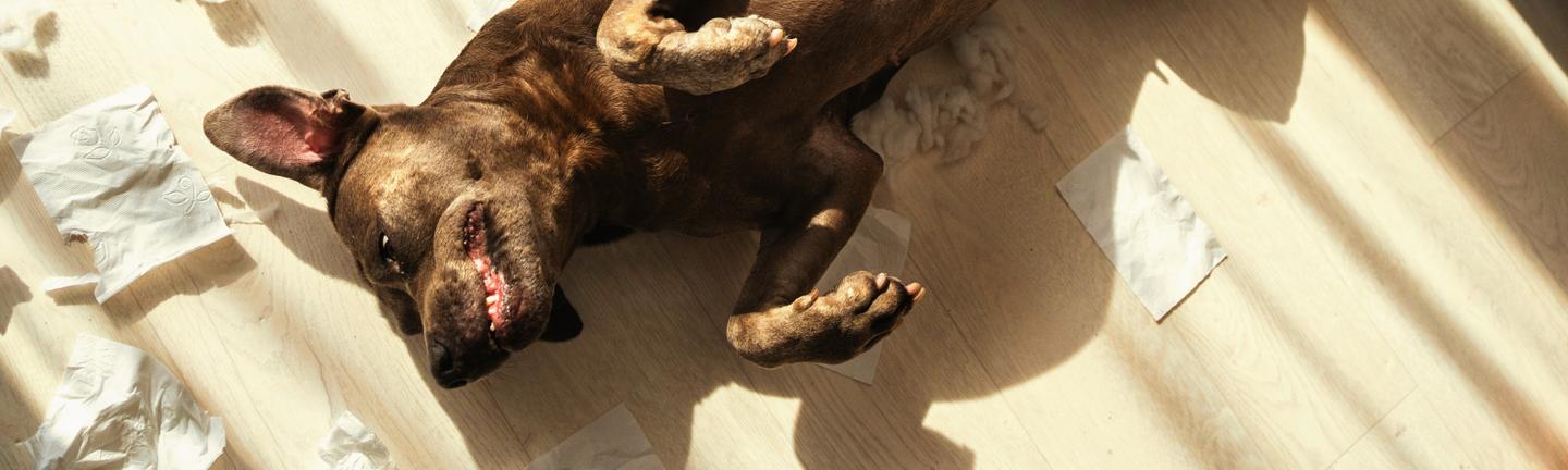 Playful Pups — slide 3