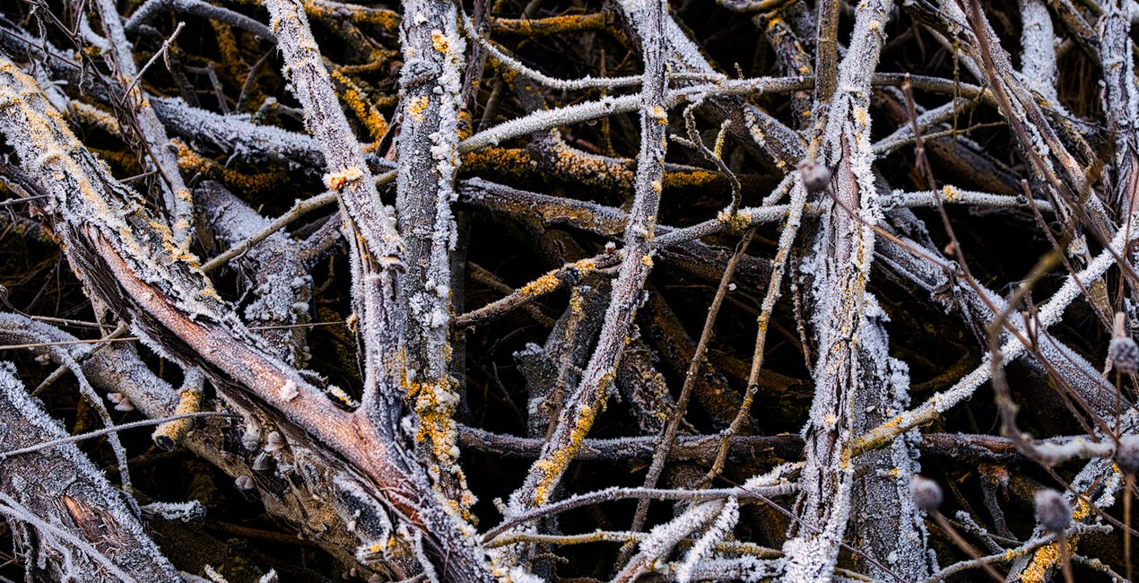 Nature’s Textures Presets for Luminar | Marketplace(40)