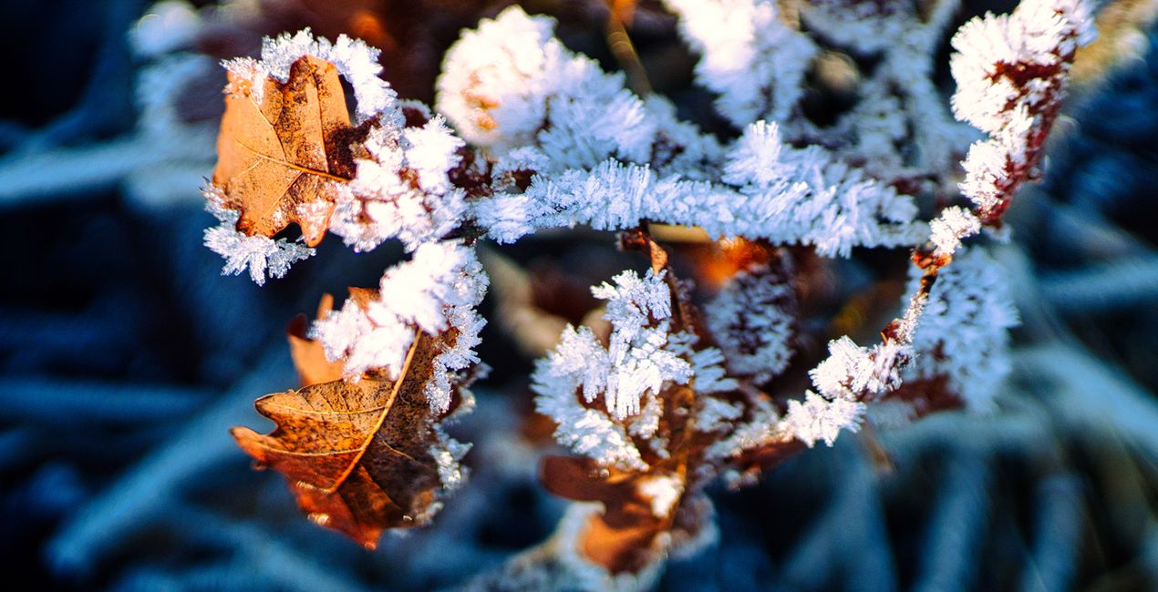 Nature’s Textures Presets for Luminar | Marketplace(44)