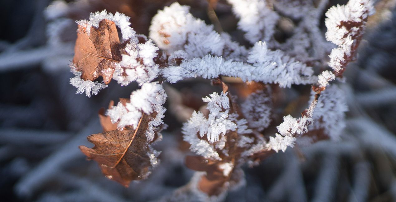 Nature’s Textures Presets for Luminar | Marketplace(43)