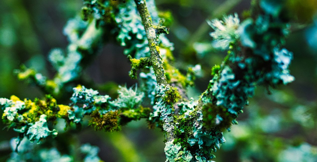 Nature’s Textures Presets for Luminar | Marketplace(42)