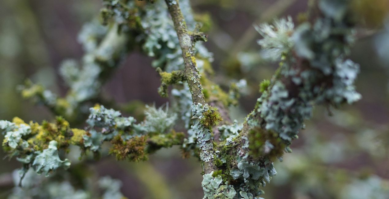 Nature’s Textures Presets for Luminar | Marketplace(41)