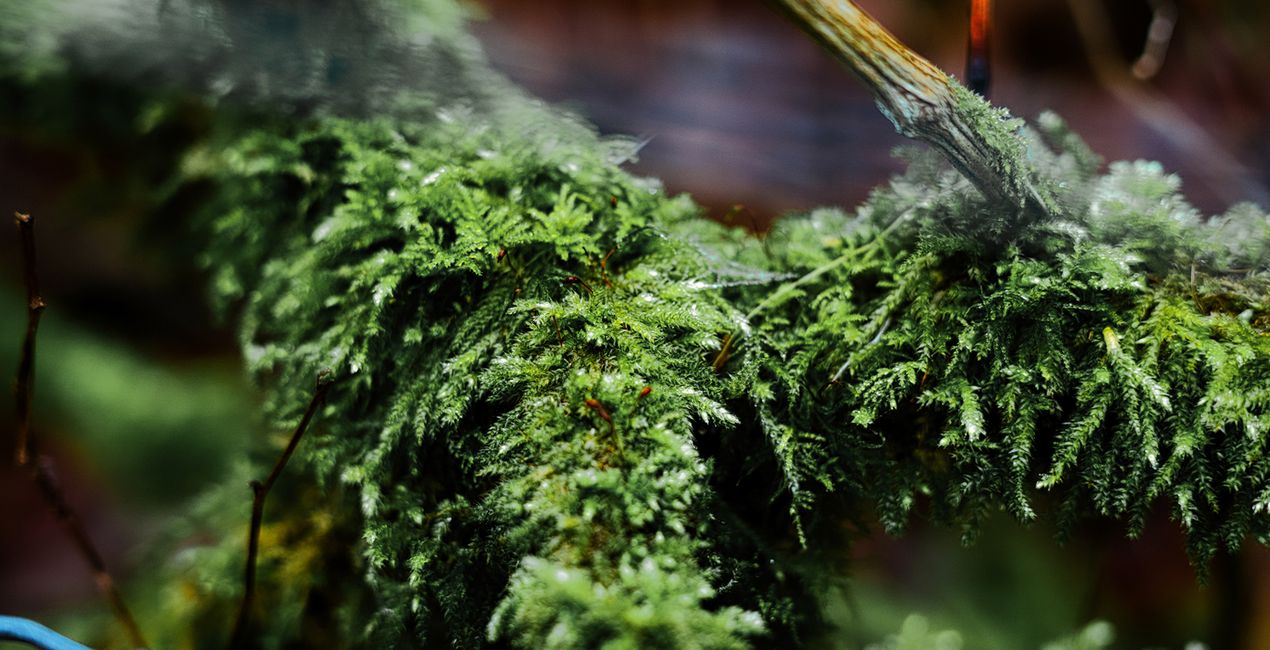 Nature’s Textures Presets for Luminar | Marketplace(46)