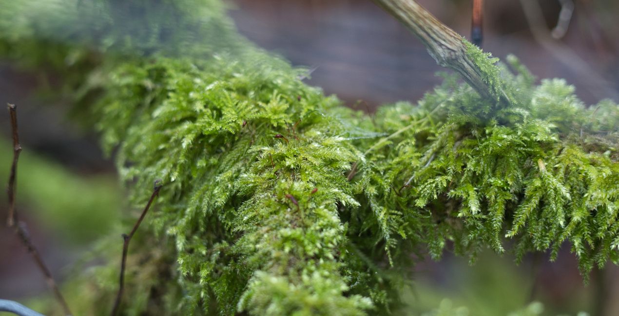 Nature’s Textures Presets for Luminar | Marketplace(45)