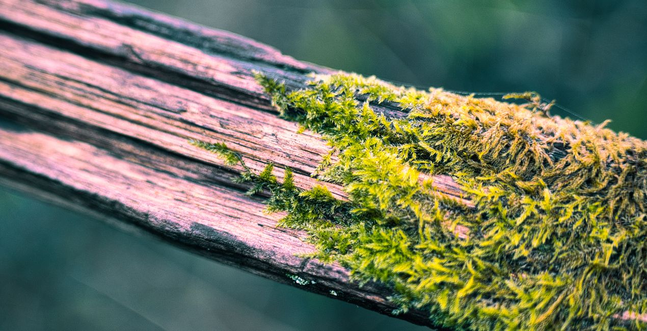 Nature’s Textures Presets for Luminar | Marketplace(50)